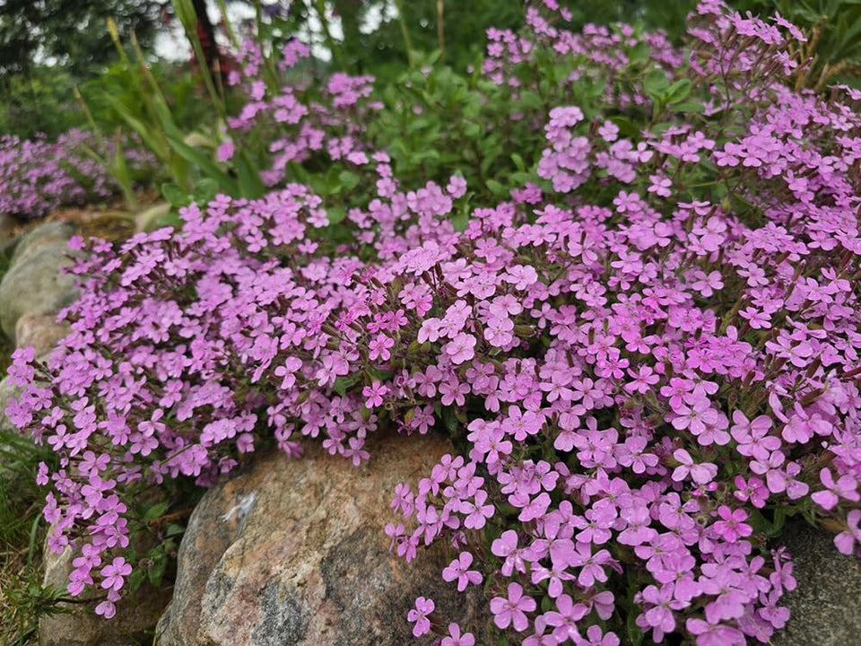 Seeds Of Strength pink rock soapwort seeds create a dense border groundcover.