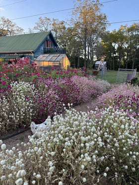 Seeds Of Strength pollinator-friendly annuals for sunny beds and long season color