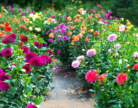 Seeds Of Strength pollinator-friendly dahlia garden attracts bees and butterflies.