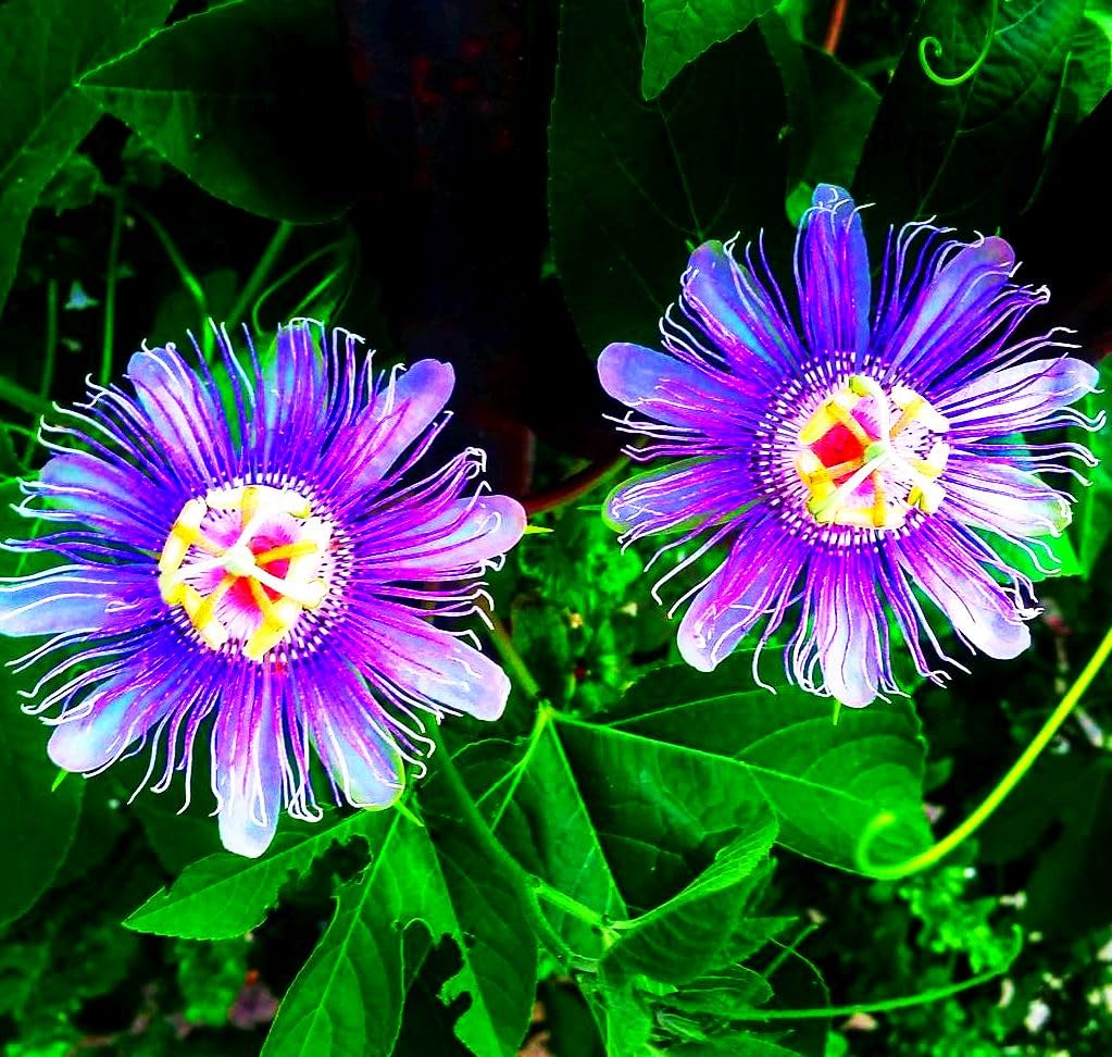 Seeds Of Strength Pollinator-friendly passion flowers invite bees and hummingbirds.