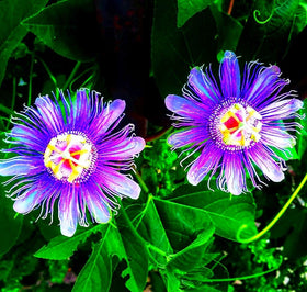 Seeds Of Strength Pollinator-friendly passion flowers invite bees and hummingbirds.
