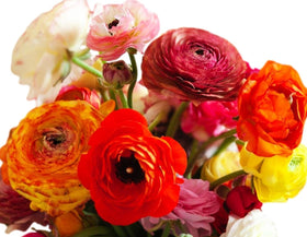 Seeds Of Strength premium corms deliver bigger plants and abundant blooms