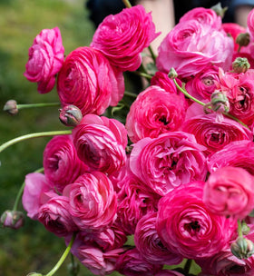 Seeds Of Strength premium-sized corms yield bigger blooms and stronger plants
