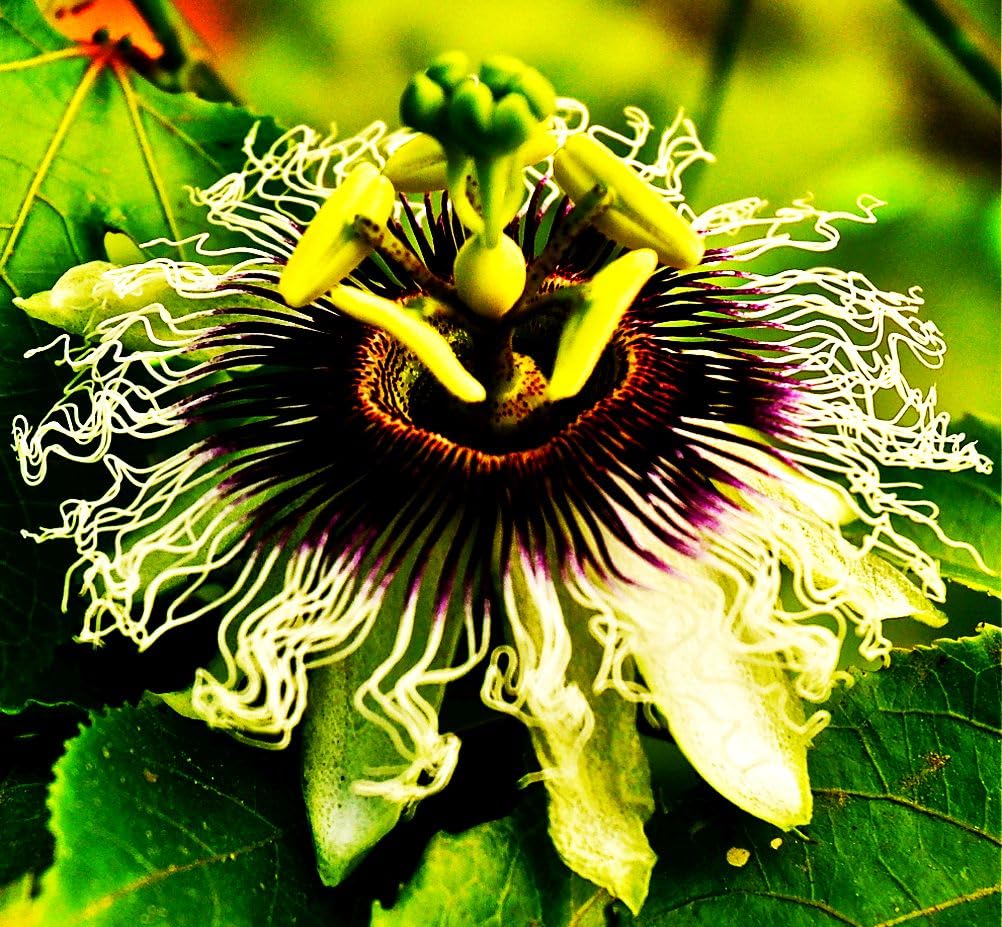 Seeds Of Strength Purple blooms create an eye-catching vertical garden display.