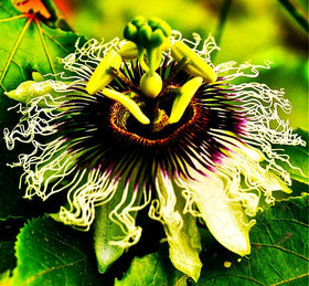 Seeds Of Strength Purple blooms create an eye-catching vertical garden display.