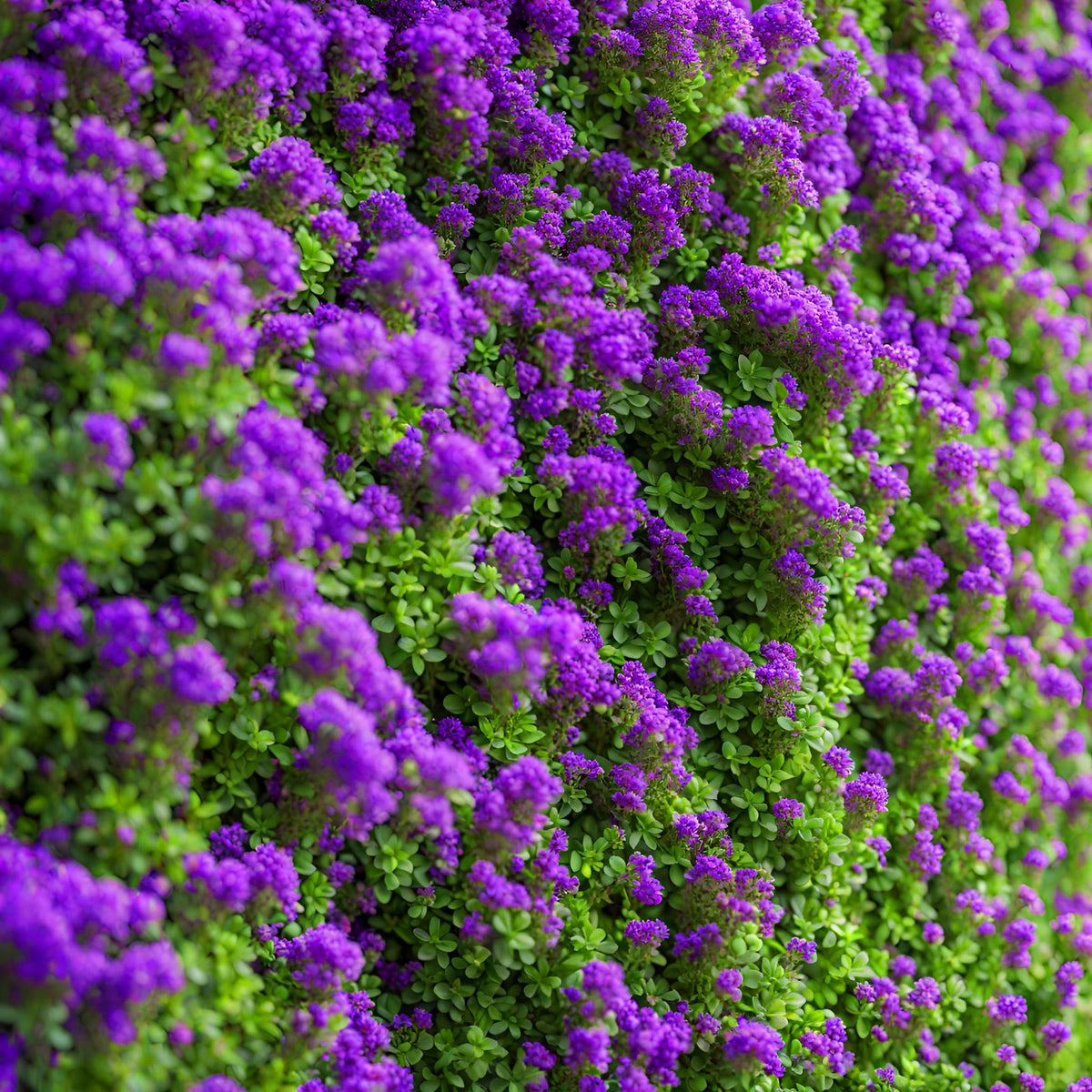 Seeds Of Strength purple creeping thyme pathway edge plant for borders.
