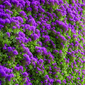Seeds Of Strength purple creeping thyme pathway edge plant for borders.