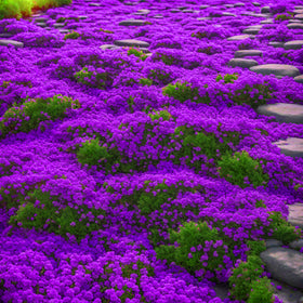 Seeds Of Strength purple creeping thyme seeds pack for lush ground cover.