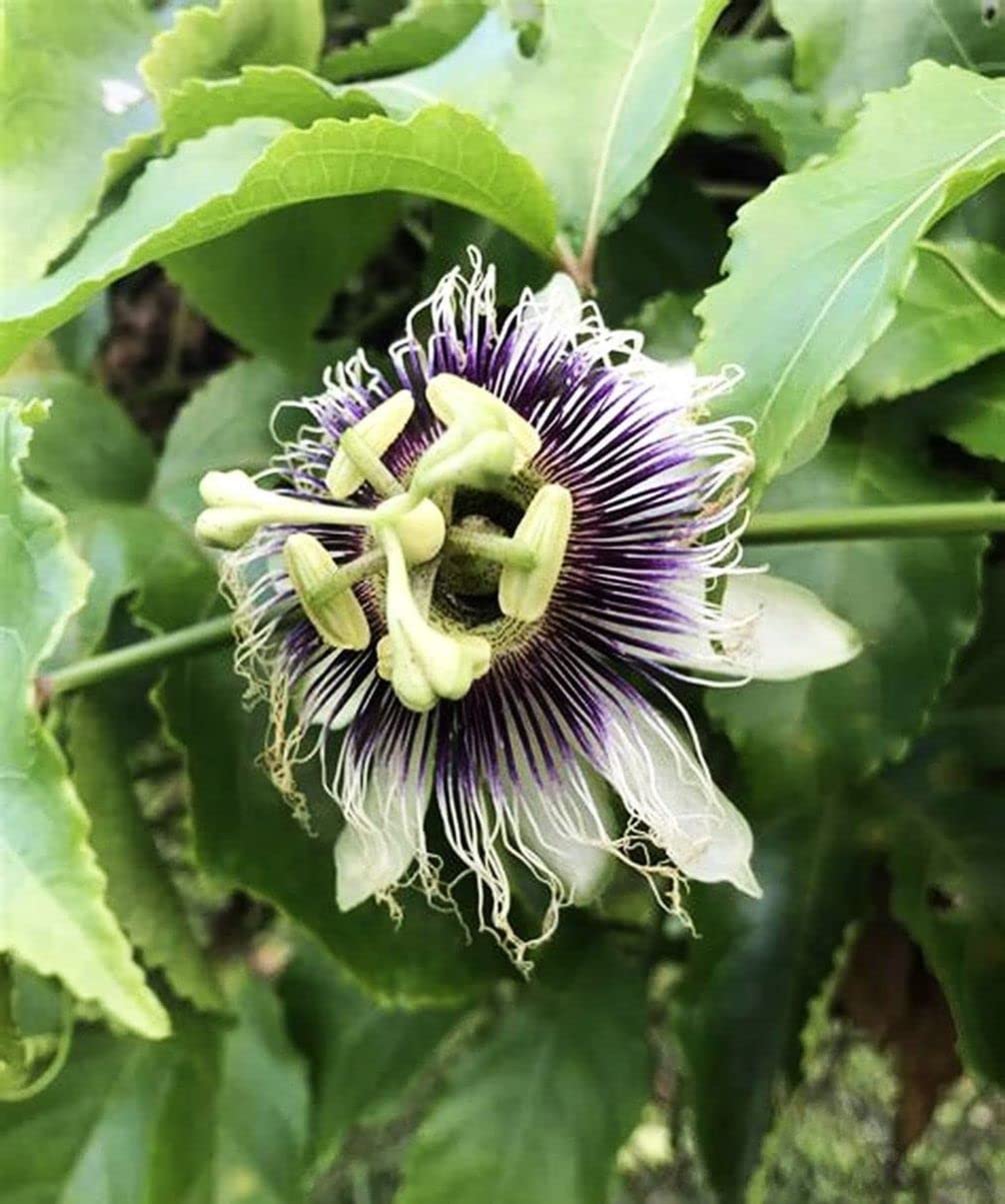 Seeds Of Strength purple passion fruit seeds closeup ready for sowing