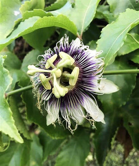 Seeds Of Strength purple passion fruit seeds closeup ready for sowing