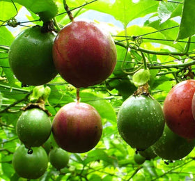 Seeds Of Strength purple passion fruit seeds pack for easy home growing