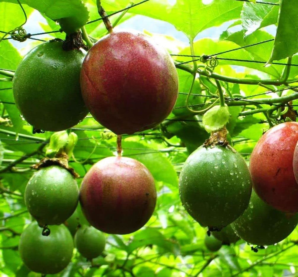 Seeds Of Strength purple passion fruit seeds pack for easy home growing
