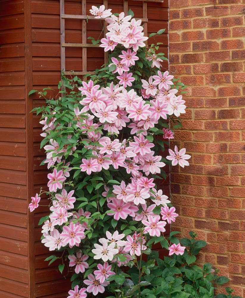 Seeds Of Strength purple red pink mix blooms color richness for garden borders.