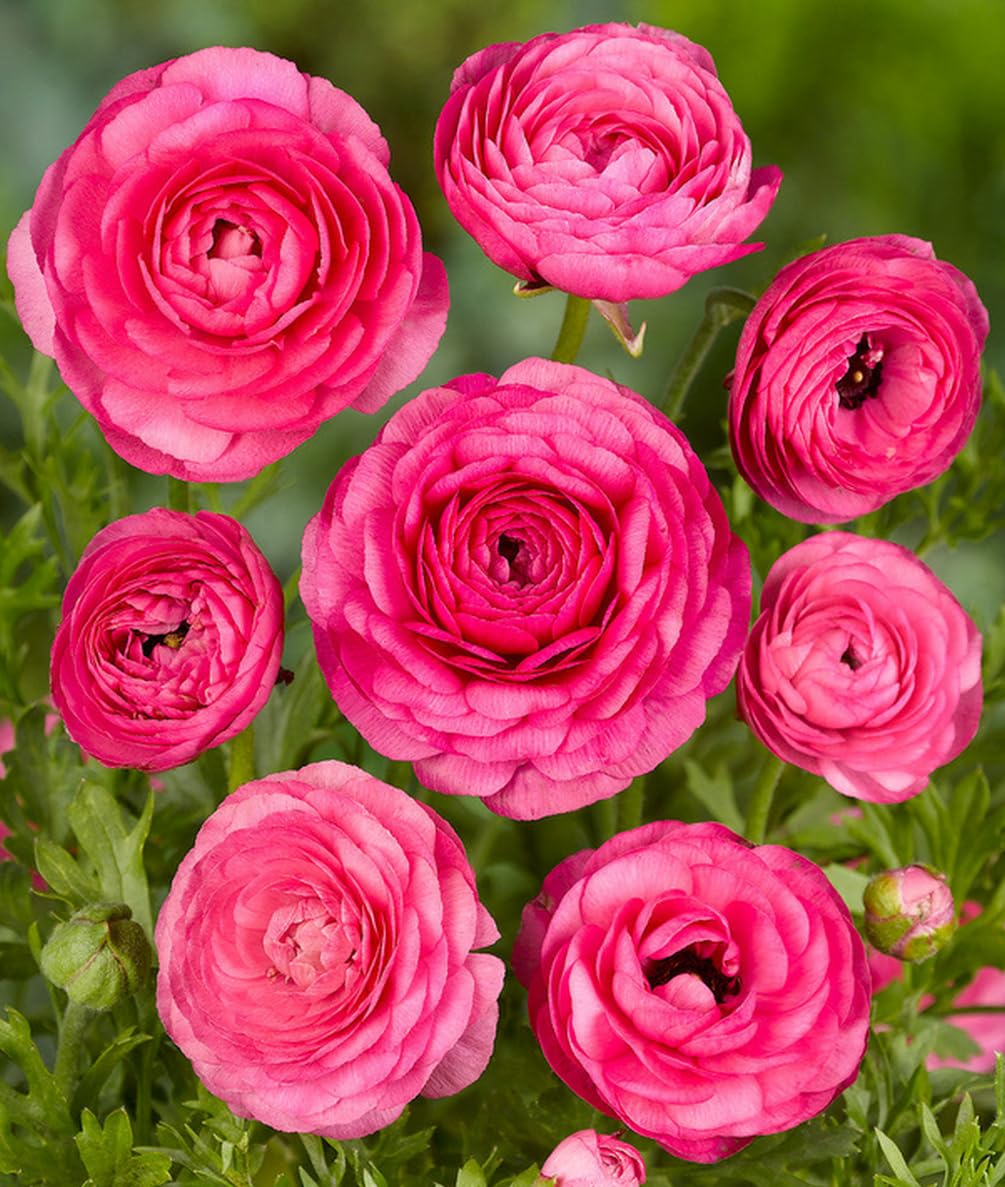 Seeds Of Strength rainbow ranunculus bulbs with pink yellow white for bright borders