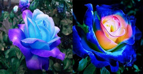 Seeds Of Strength rare lavender-hued pink climbing roses seeds for balcony gardens.