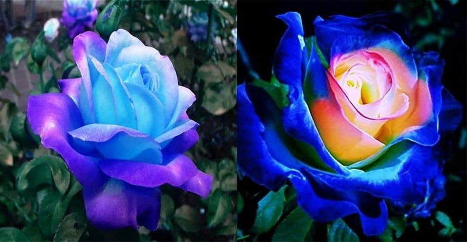Seeds Of Strength rare lavender-hued pink climbing roses seeds for balcony gardens.