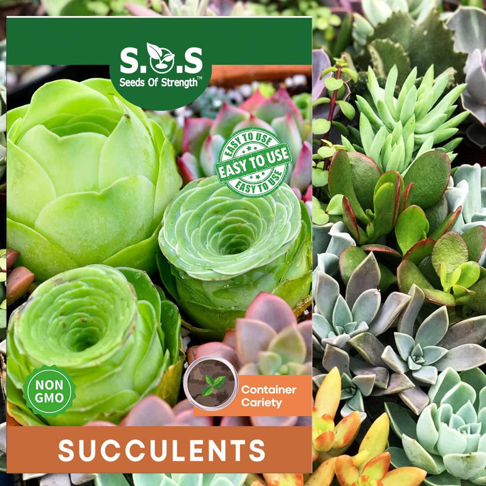 Seeds Of Strength rare mini succulents seeds for bonsai ideal for compact gardens.