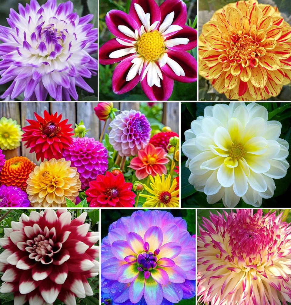 Seeds Of Strength rare mix dahlia pompon seeds for vibrant borders