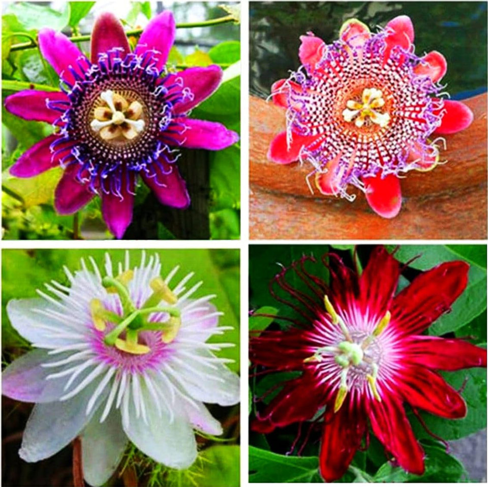 Seeds Of Strength Rare Passiflora mix blooms in vibrant colors, ideal for colorful garden beds.