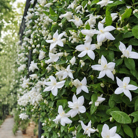 Seeds Of Strength rare scented jasmine seeds in a packet, ready to grow fragrant blooms.