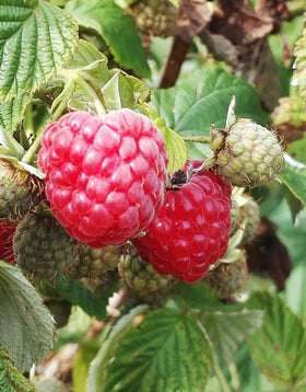 Seeds Of Strength raspberry seeds cold-stratification focus in fridge to boost germination.