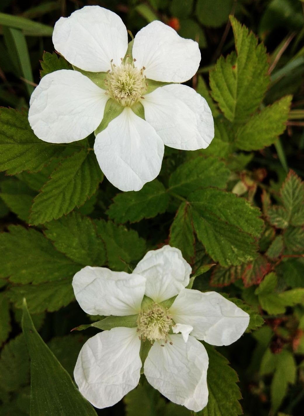 Seeds Of Strength raspberry trellis-setup supports vigorous canes for fruit.