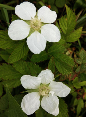 Seeds Of Strength raspberry trellis-setup supports vigorous canes for fruit.