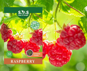 Seeds Of Strength raspberry seeds packaging for home planting and garden harvest.