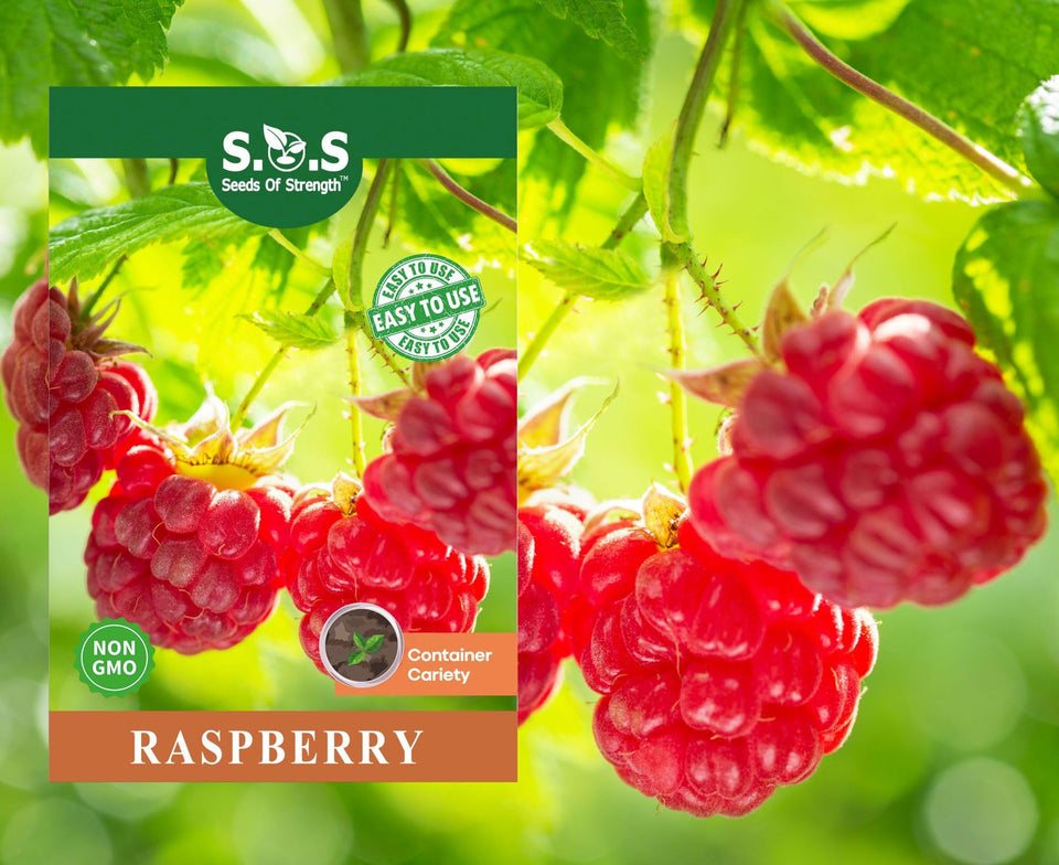 Seeds Of Strength raspberry seeds packaging for home planting and garden harvest.