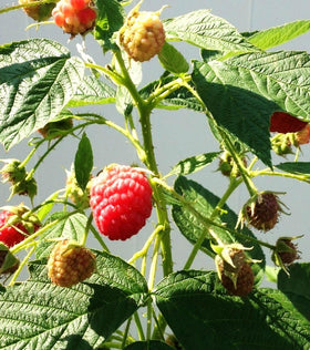 Seeds Of Strength raspberry plants thriving in full-sun garden for sweet harvest.