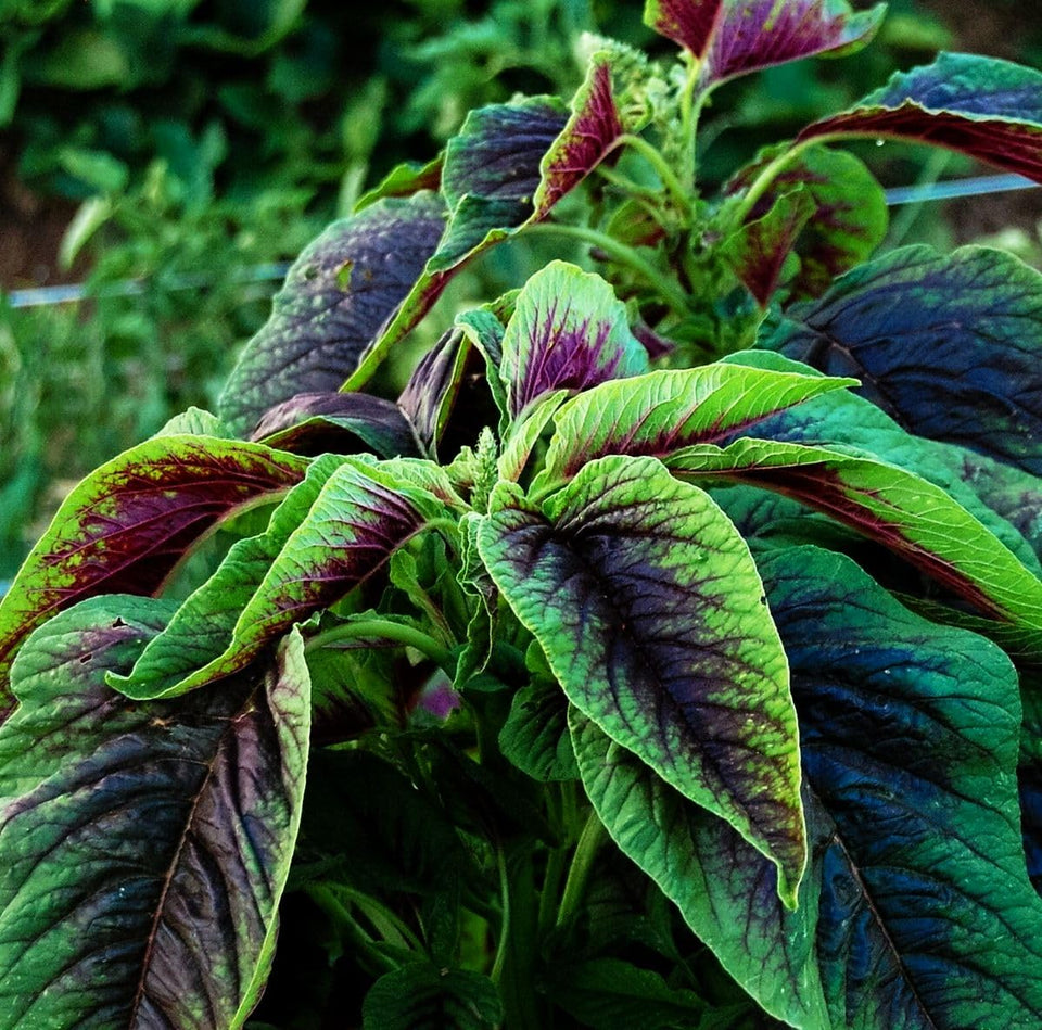 Seeds Of Strength red stripe leaf amaranth seeds pack for quick spring planting.