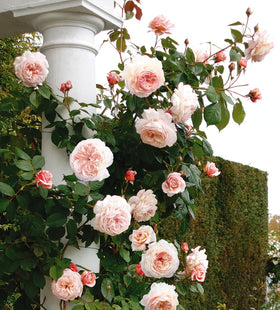 Seeds Of Strength rose blooms 90-120 days after transplant