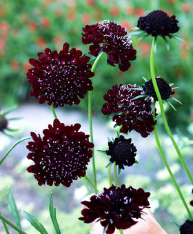 Scabiosa seedling with 2-3 true leaves from Seeds Of Strength