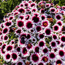 Seeds Of Strength seasonal garden vase ideas with sturdy stems.