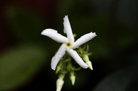 Seeds Of Strength seed-starting pot with moist soil, simple germination setup.