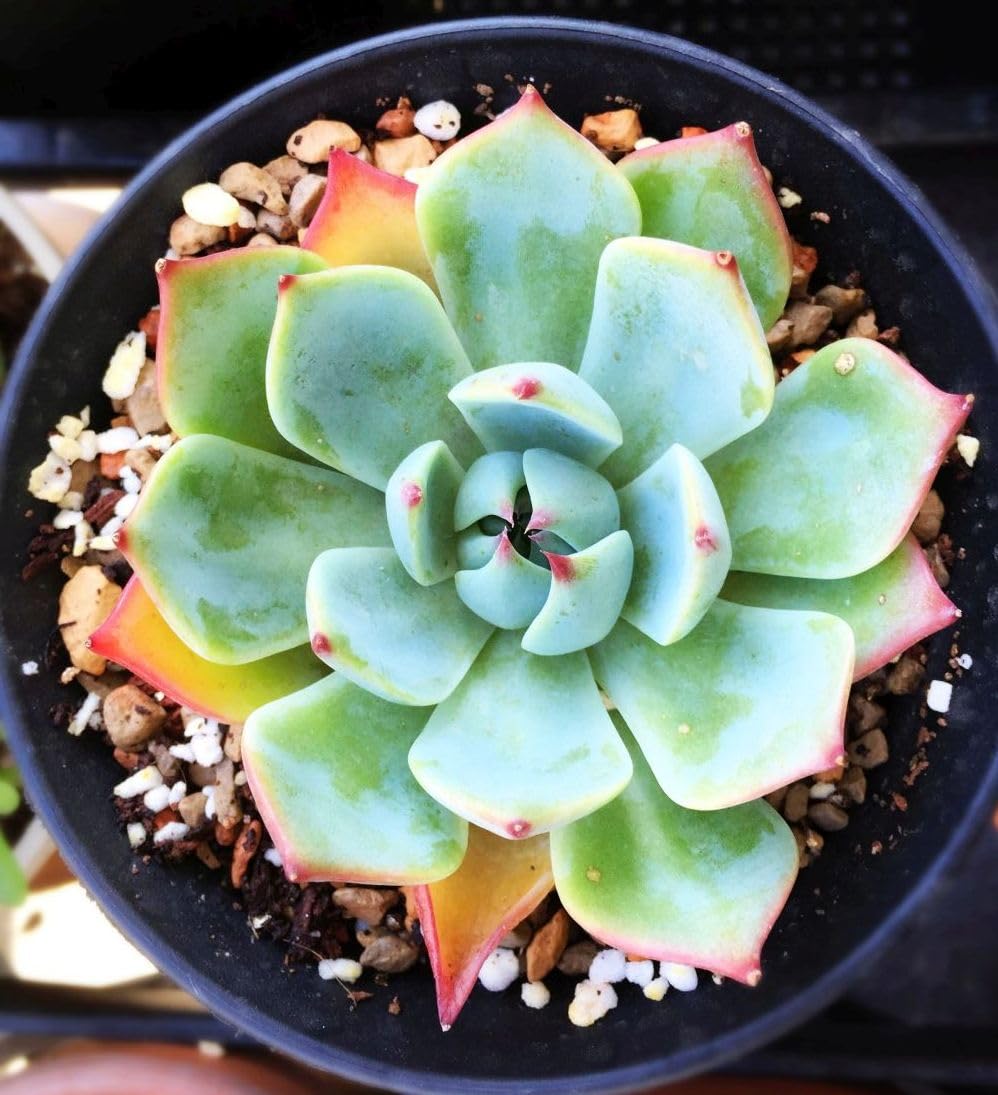 Seeds Of Strength small-space succulent seeds for easy care in apartments.