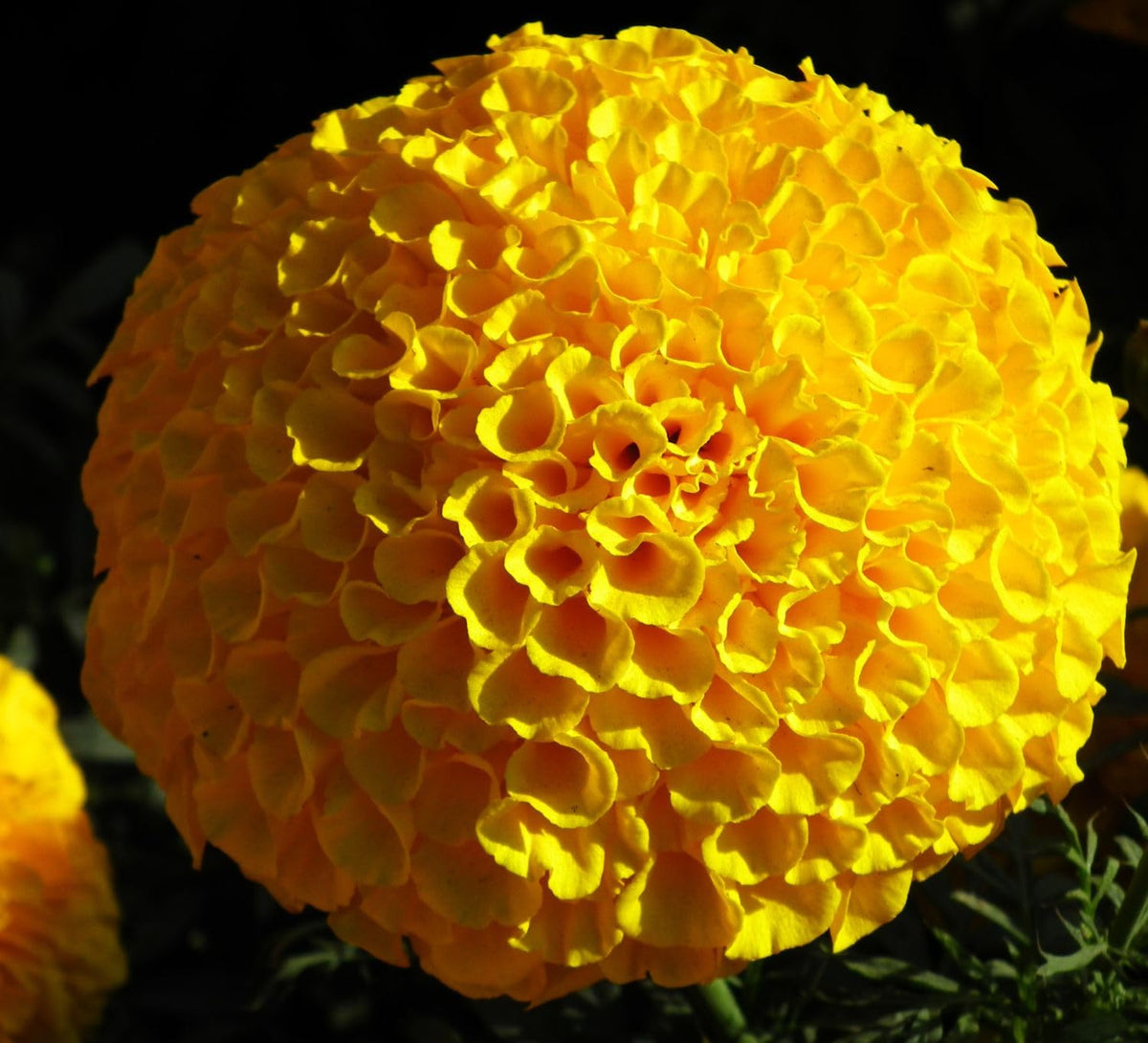 Seeds Of Strength border garden featuring snowball mums adds perennial autumn color