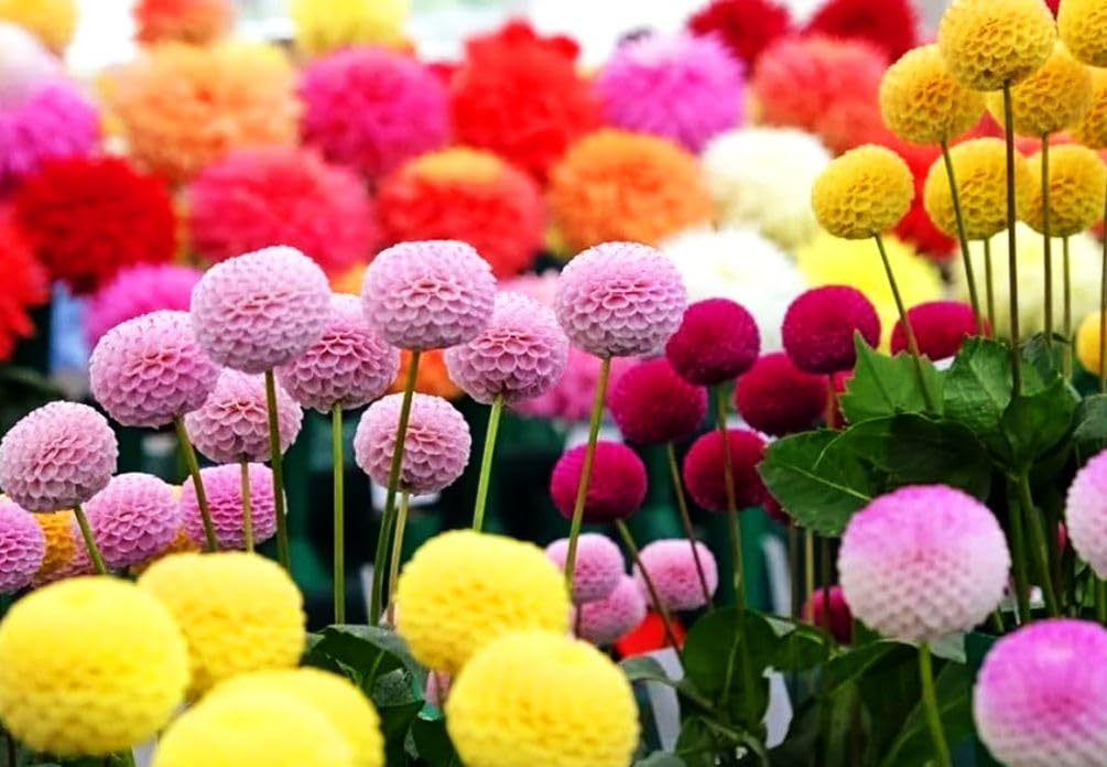 Seeds Of Strength snowball mums closeup bloom shows compact pompons for borders