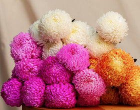Seeds Of Strength container planting with snowball mums fits patios and balconies