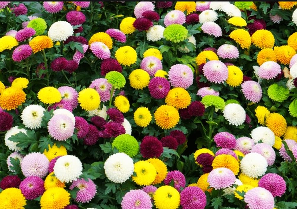 Seeds Of Strength cut flowers show strong stems for indoor arrangements
