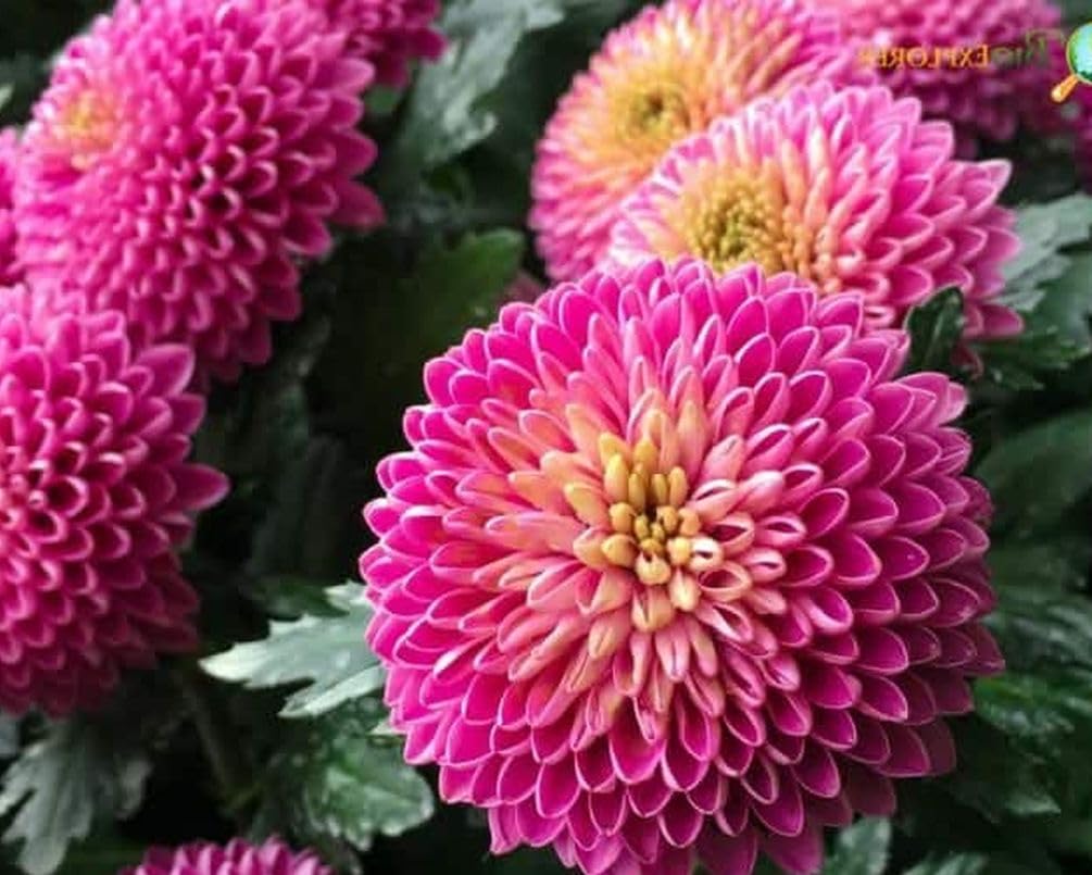 Seeds Of Strength fall display highlights lasting color through shoulder season