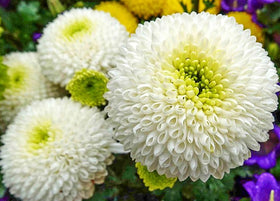 Seeds Of Strength snowball mums seed packet guides planning a mixed-color display