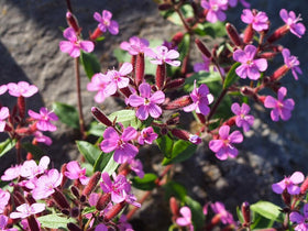 Seeds Of Strength soapwort greenery stays evergreen and frost-resistant in many climates.