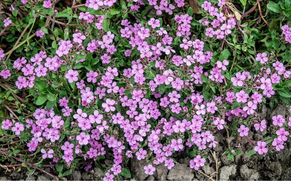 Seeds Of Strength soapwort trailing groundcover delivers lush, low-maintenance landscape.