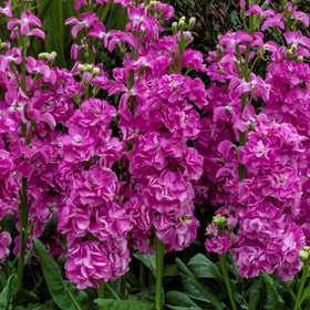 Seeds Of Strength stock in containers for small-space gardening