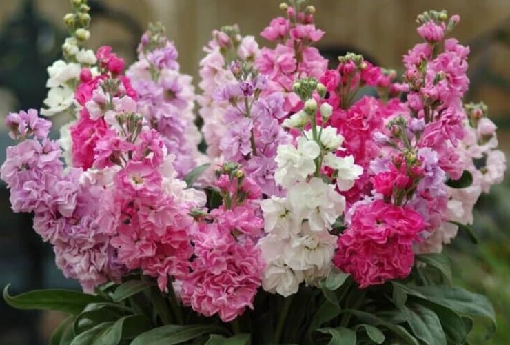 Seeds Of Strength stock cut flower collection for arrangements