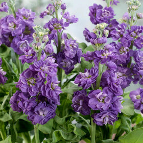 Seeds Of Strength stock seeds with dense double blooms for bouquets