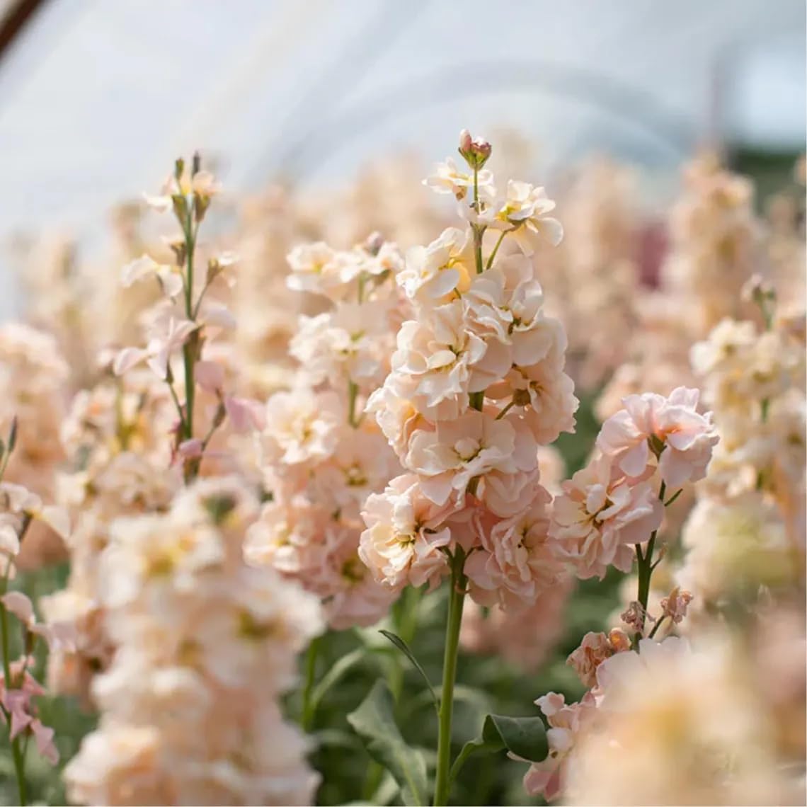 Seeds Of Strength edible petals suitable for salads and garnishes