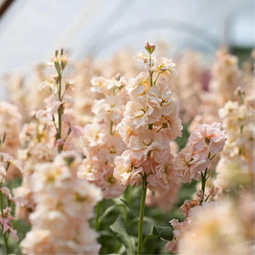 Seeds Of Strength edible petals suitable for salads and garnishes