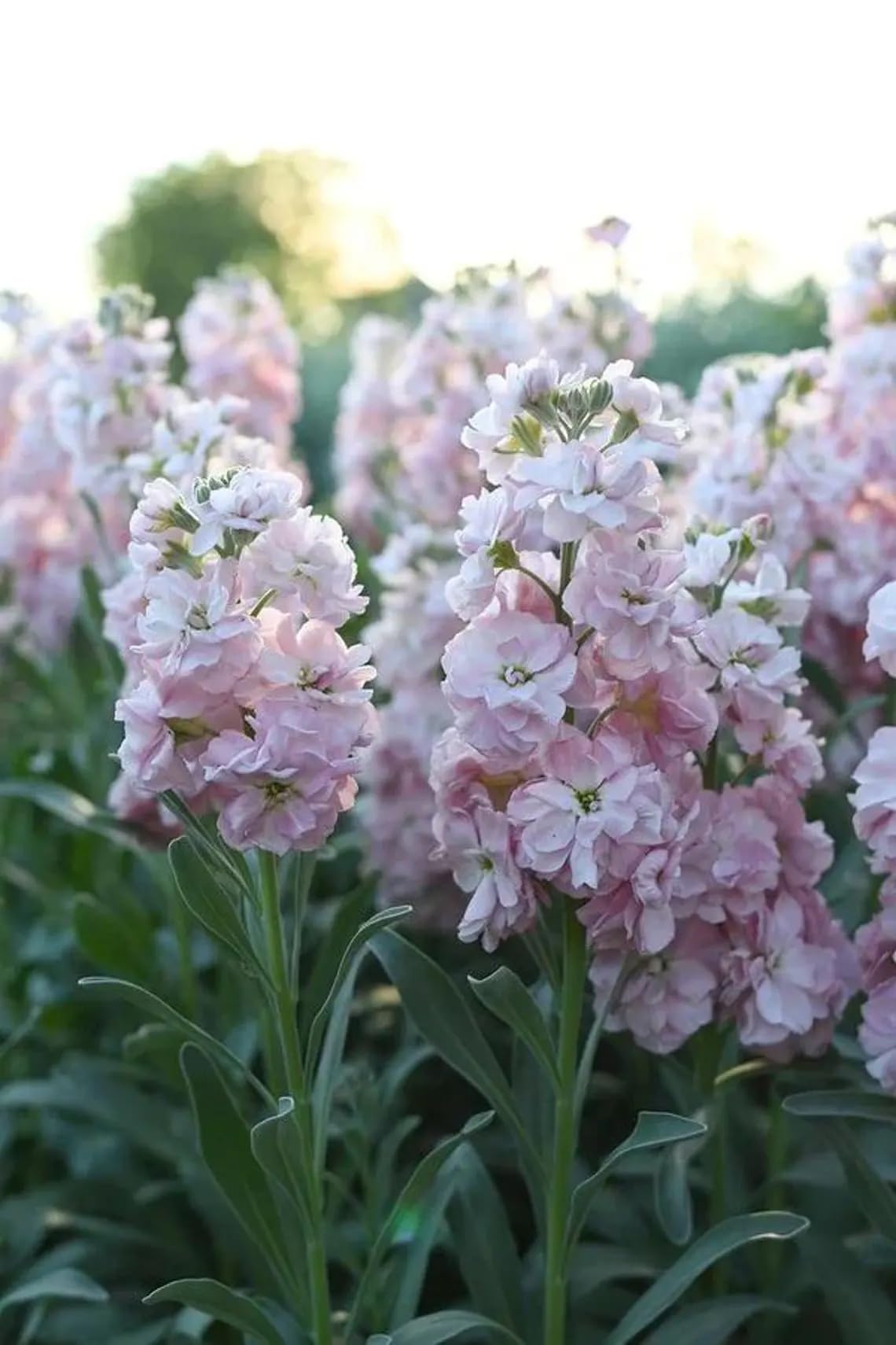 Seeds Of Strength fragrant stock flower add fragrance to borders